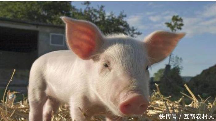 农村里养猪,用这几个土办法,能增加养猪人收入
