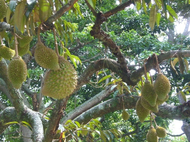一棵榴莲树到底能结多少榴莲,老果农爬上树数