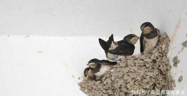 俗语宅子出现三喜,下一句才是重点,家中将好事