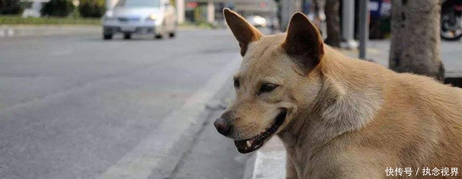 遛狗不拴绳吓坏女生, 狗主与女生父亲争执后将