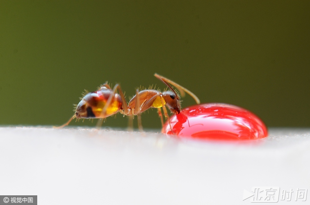 蚂蚁有几种颜色大全 t01eca53c4f9d1110a8.jpg?size=1024x678