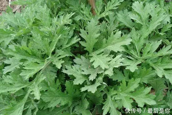 它是螨虫的克星,放在床垫下,再也不怕床上有螨虫