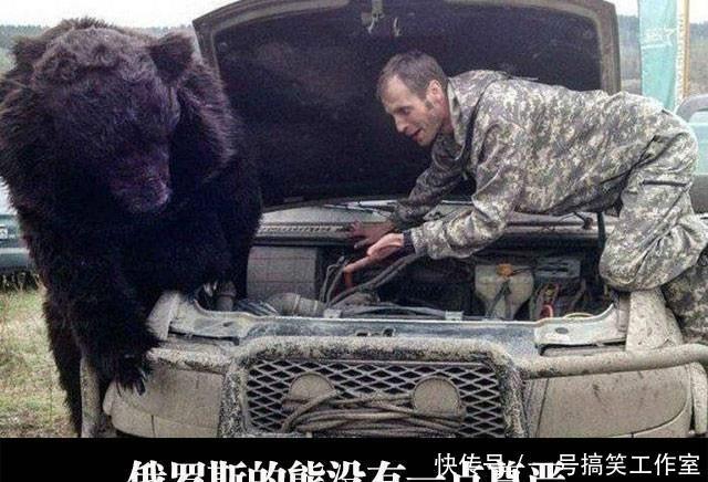 幽默笑话:俄罗斯的熊真是没有一点尊严