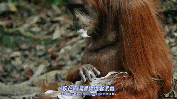 但这个样子,大家能看得出哪个是假猩猩吗? ps.