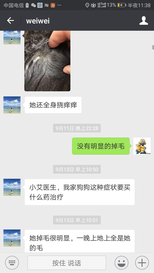 别看这只阿拉斯加犬现在这么漂亮,一个月前太
