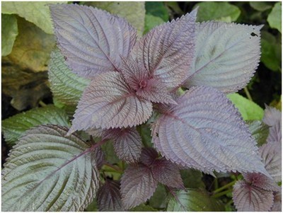 苏叶_苏叶的功效与作用_苏叶女 | 知客分享