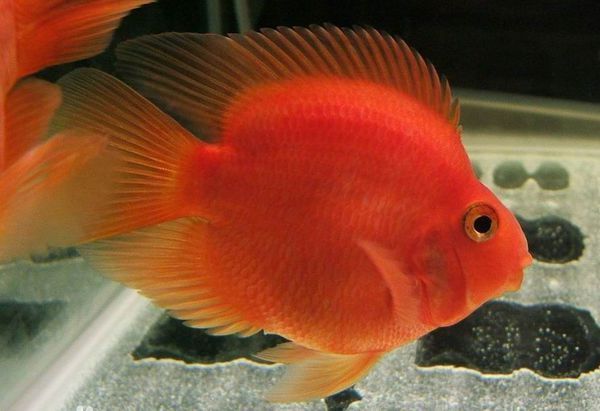 鹦鹉鱼和什么鱼养一起好看_360问答