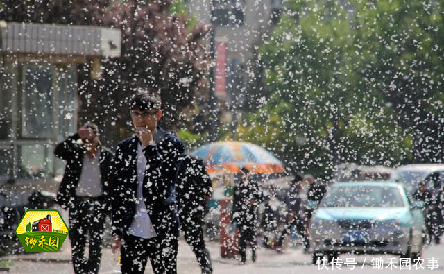 到了杨絮飘扬的季节,您过敏了吗?有没有呼吸困