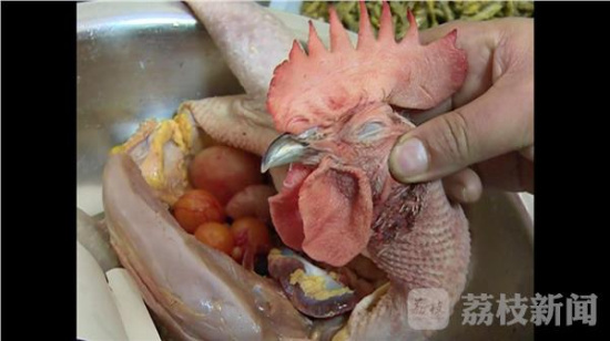 因为公鸡已经被解剖处理过,不过从鸡头的鸡冠可以明确判断,这的确是