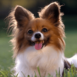 cute dog wallpapers