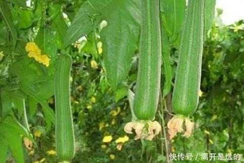 在路灯旁种的丝瓜不结瓜或者是结瓜太少,是怎么回事还能补救吗 云顶app下载