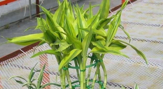 富贵竹几根发财 t01f17f9c45ae64fac9.jpg