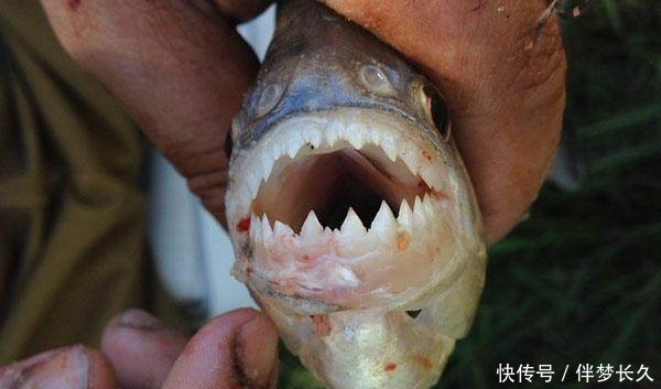 钓鱼在阿根廷食人鱼泛滥成灾,味道竟如此鲜美