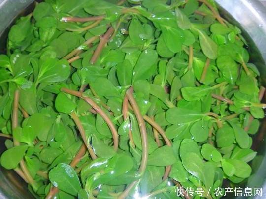 马齿笕: 农村一种可以治毒蛇和蜈蚣咬的中草药