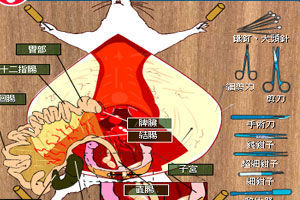 解剖小白鼠教程