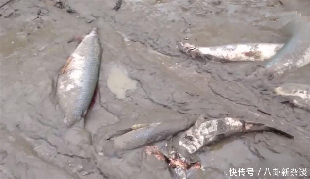 男子在回家路上，发现泥坑全是鱼，伸手刚捡时被一村民大声呵斥！