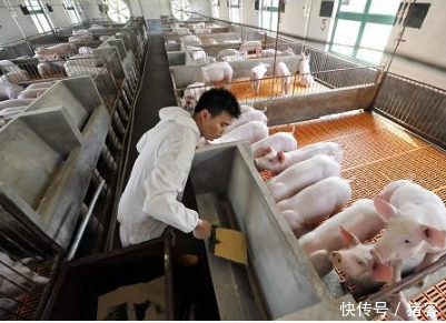 猪客网赵辉:喂猪是用干粉料、湿拌料、还是颗