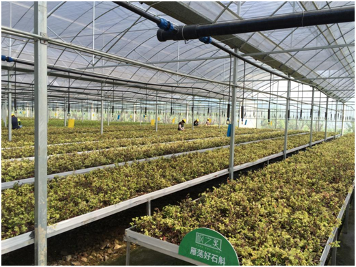 将雁荡山铁皮石斛文化搬上荧屏 微电影《寻梦》在乐清开机拍摄