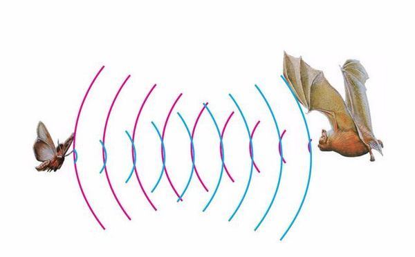 人能听到声音的频率范围是什么?超声波和次声