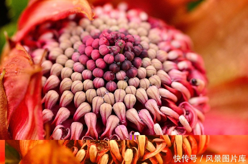 全世界最富贵华丽普蒂亚花,帝王花图片欣赏