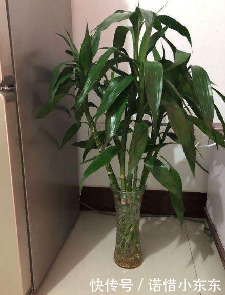 富贵竹怎么养才不会发黄 t01f68f7eaca677ff93.jpg