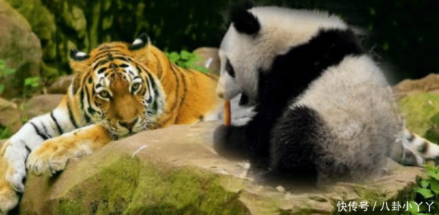 为什么狮子、老虎不吃大熊猫熊猫请查一下老子以前的名字 10bet体育移动版