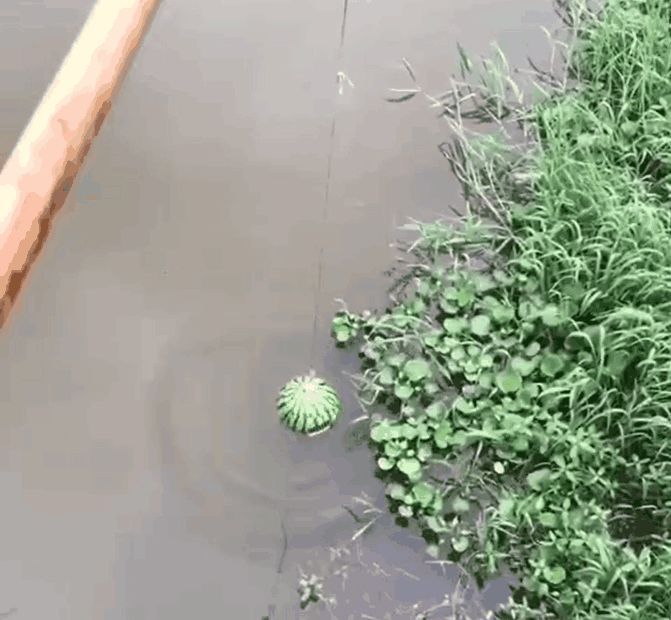 小伙将吃完的西瓜做成捕鱼陷阱,放入河里一小