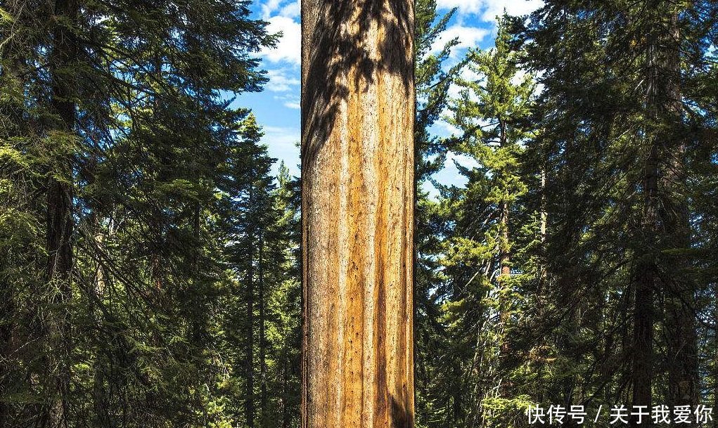 世界上最大的红杉树到底有多大?至今无摄影师