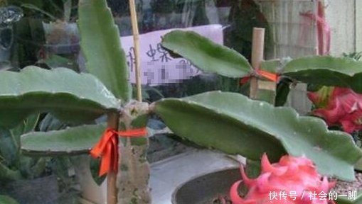 如何在自家阳台种水果 t01f9a67361dd609a01.jpg