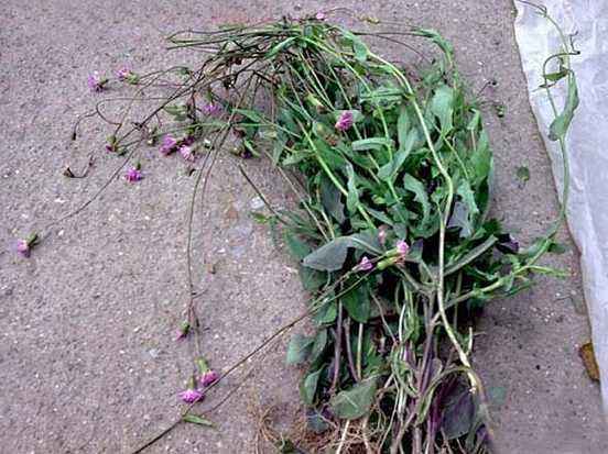 农村这种野菜,名字很独特,不但可以食用,还有很