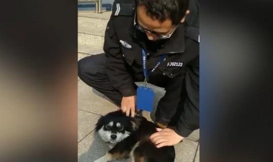 警局接到狗狗报案,民警称取保候审,网友:该叫