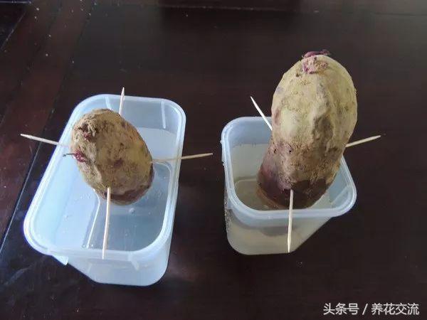 水培的红薯盆栽长得比常青藤还美,摘下来的茎