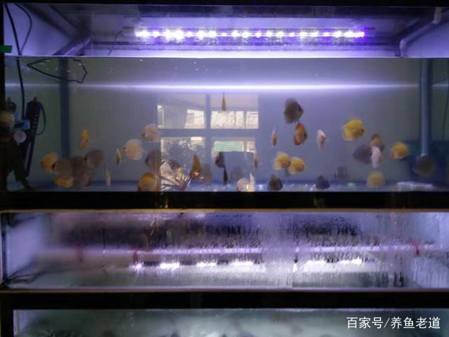 龙江县酷鱼水族馆（龙江鱼庄）