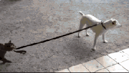 出门遛狗的各种奇葩,你能忍住第几个不笑?