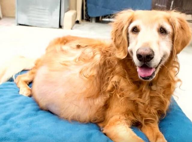 狗狗身上长20公斤肿瘤,被丢弃在海滩!