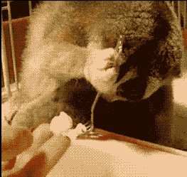 【萌萌动物gif】大眼睛小吃货懒猴:卖萌和装可怜的时候太可爱了