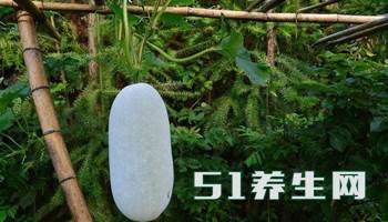 四大\"懒人菜\",只需种植一颗,一家蔬菜不用愁