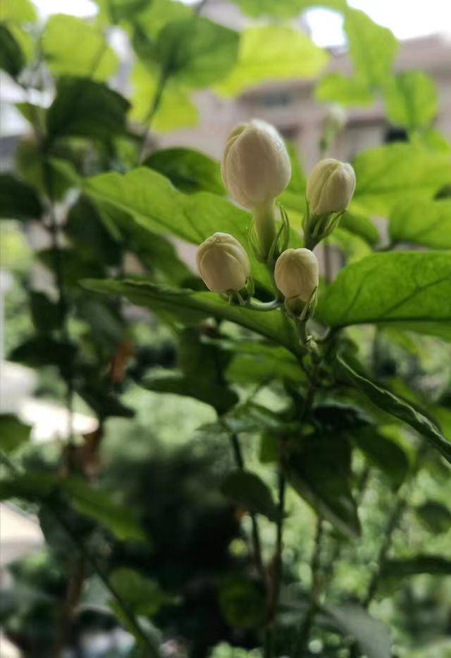 成长需要时间的沉淀，过年了，你又是如何面对父母催婚的呢