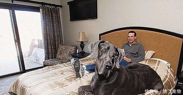 世界上最大的狗,站起来比成年人还要高!