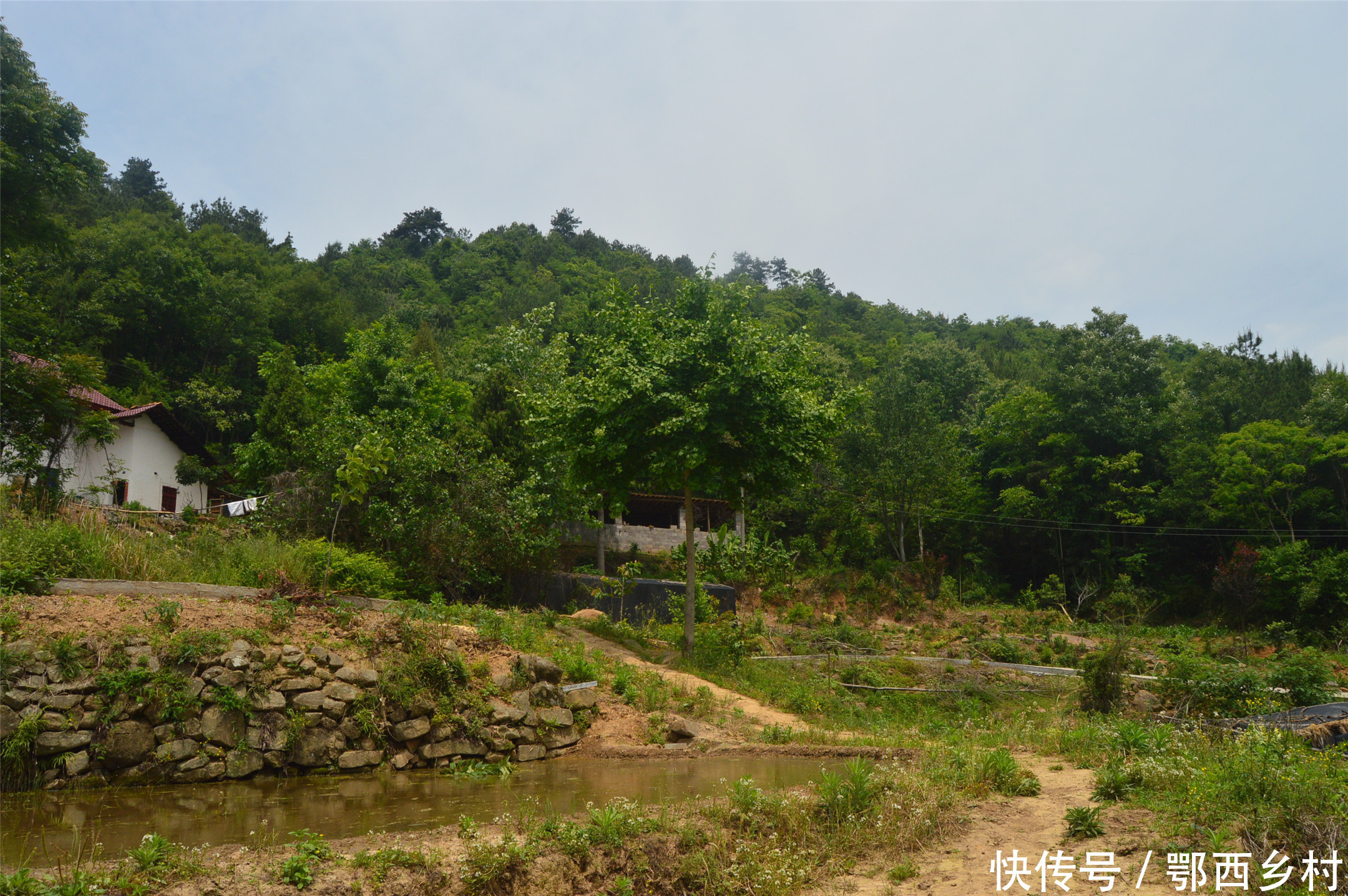 以前农村卖上千元的树,如今却无人问津;是什么导致这种暴利产生