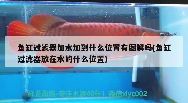 广州水族市场搬迁到哪里去了（广州水族市场搬迁到哪里去了呢）