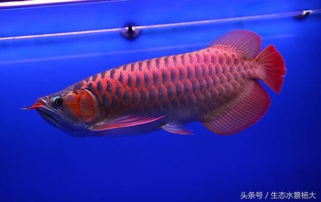 魚(yú)缸過(guò)濾桶品牌選擇(缸外過(guò)濾桶哪個(gè)品牌的好) 硝化細(xì)菌