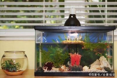 成都觀賞魚市場 水族問答