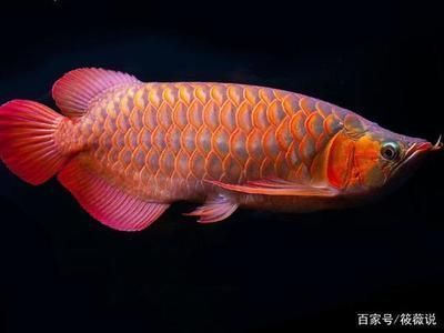 yee水族品牌：yee 水族 yee