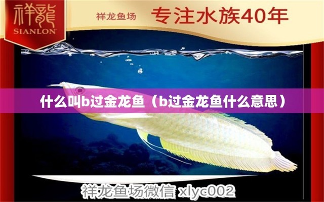 銀魚吃什么長大快(銀魚吃什么長大快一點(diǎn)) 女王大帆魚苗