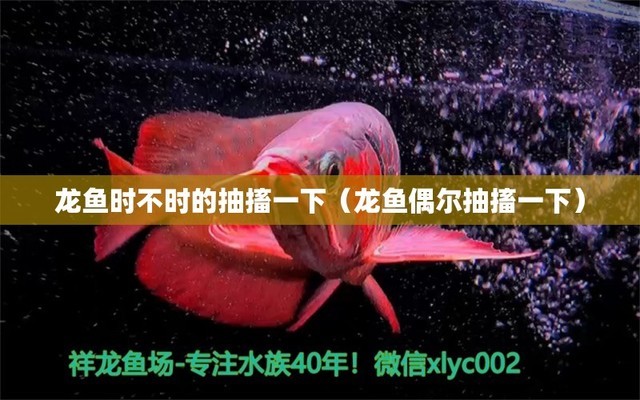 頂級紅龍魚品牌有哪些品種的魚（頂級紅龍魚品牌有哪些品種的魚呢）