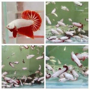 紅龍魚品牌等級分類圖片大全及價格（紅龍魚品牌排行）