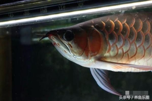 沈陽(yáng)做魚(yú)缸的地方（沈陽(yáng)做魚(yú)缸的地方在哪）