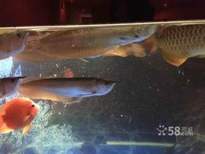 紅龍魚品牌飼料排行榜前十名：十大紅龍魚品牌