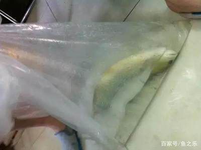 龍魚4號藥多久用一次：龍魚4號藥使用頻率需根據(jù)具體藥物說明書和醫(yī)生建議